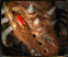 animsczergling.gif (7086 octets)